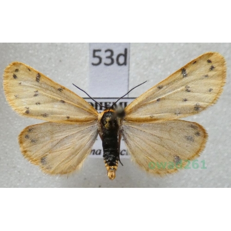 Setina roscida (Denis & Schiffermüller, 1775) Czech53d